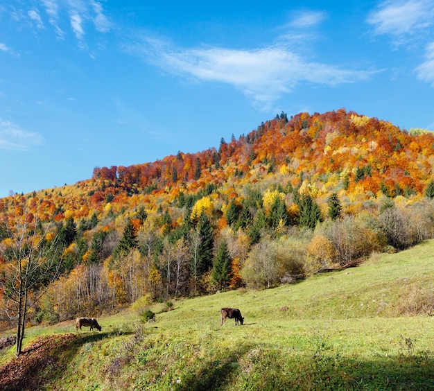 Herfst Karpaten Oekraïne