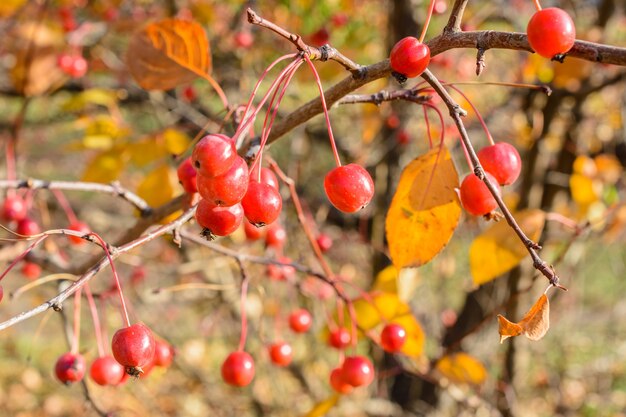 Herfst kleine wilde appels close-up. Selectieve aandacht. Herfst landschap.