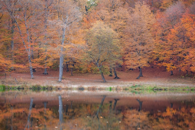 Herfst kleur bos met meer