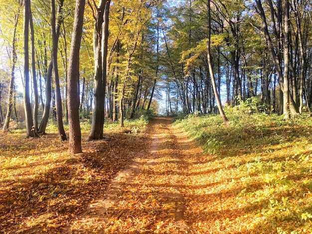 Herfst kleurrijk bos met rode en oranje bladeren aan bomen