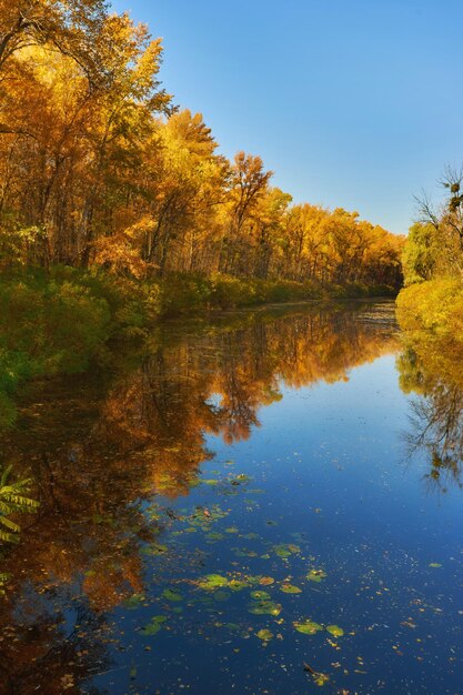 Herfst kleurrijke bomen onder ochtendzon die reflecteert in de rivier