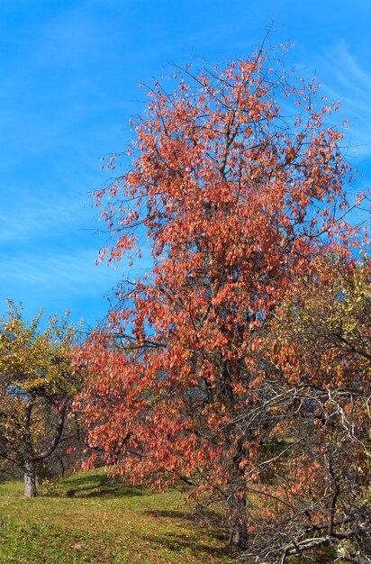 Foto herfst kleurrijke bomen op bergheuvel