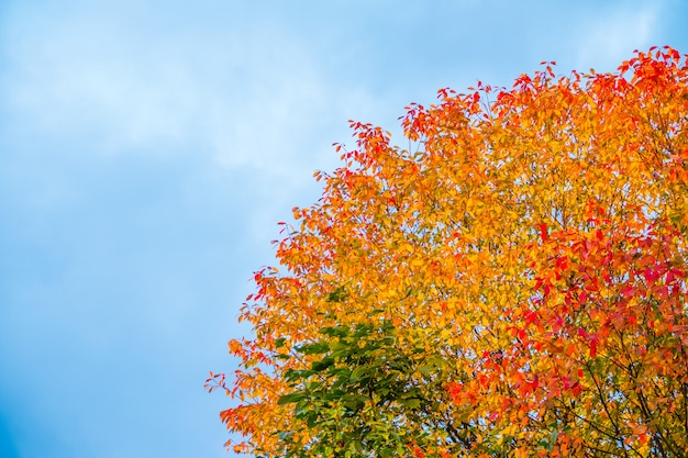 Herfst kleurrijke boom tegen de heldere hemel