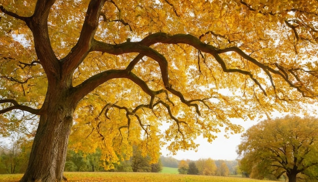 Herfst kleurrijke heldere bladeren zwaaien op een eikenboom Herfst achtergrond Prachtig natuurscene