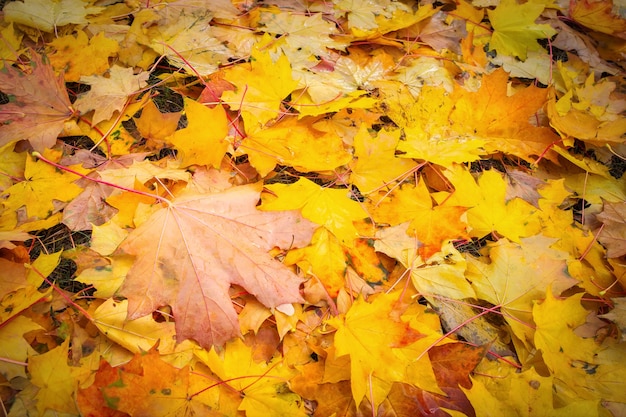 Herfst kleurrijke oranje, rode en gele esdoorn bladeren als achtergrond Outdoor.