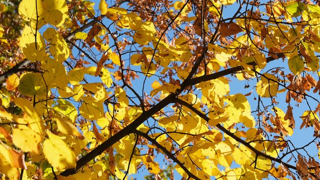 Herfst kleurrijke schetsen achtergrond