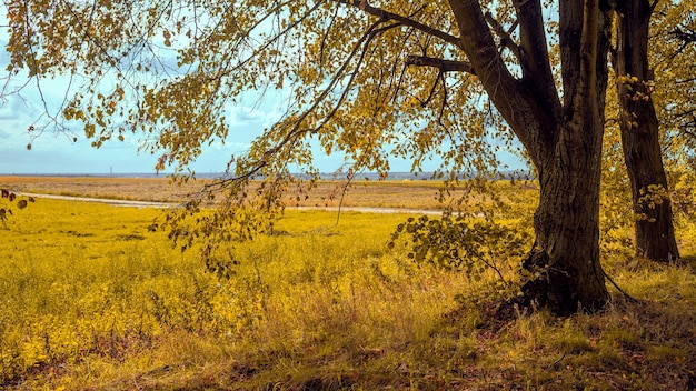 Herfst landelijk landschap met een boom