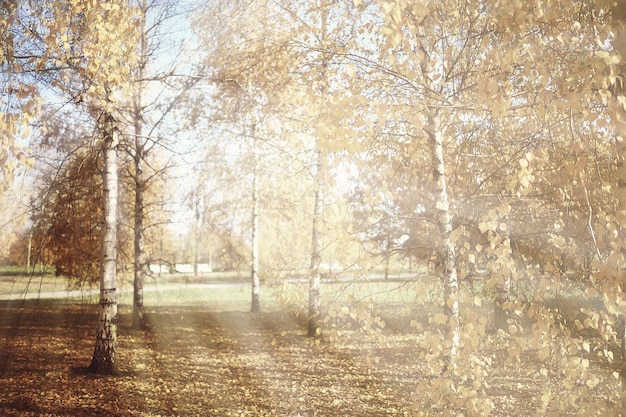 herfst landschap achtergrond, zonnestralen in het bos, park, bomen seizoensgebonden uitzicht oktober