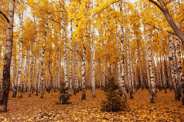 Herfst landschap berkenhout. Bos boom herfst achtergrond