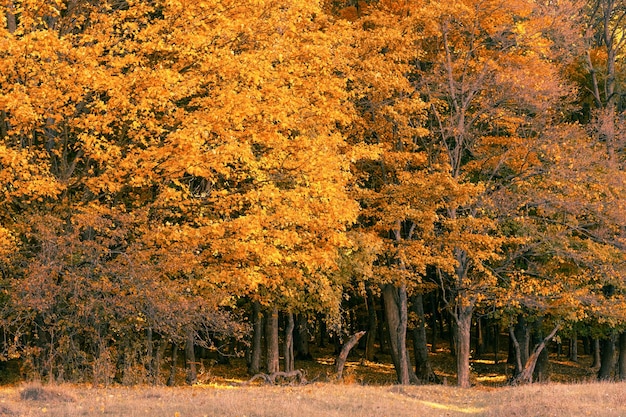 Herfst landschap Bomen met gouden bladeren en gevallen bladeren op de grond Natuur achtergrond