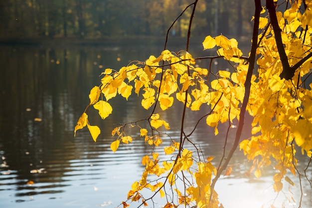 Herfst landschap. heldere kleuren van de herfst in het park aan het meer. kleurrijke bladeren, rivier na regenachtige nacht.