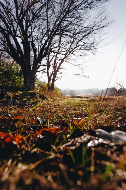 Herfst landschap in de vroege zonnige ochtend.