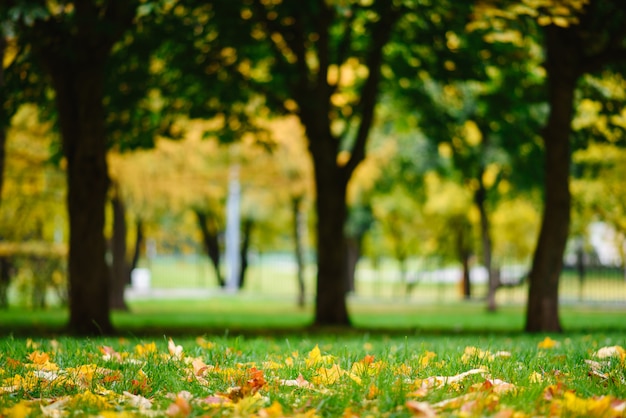 Herfst landschap in een park in Moskou