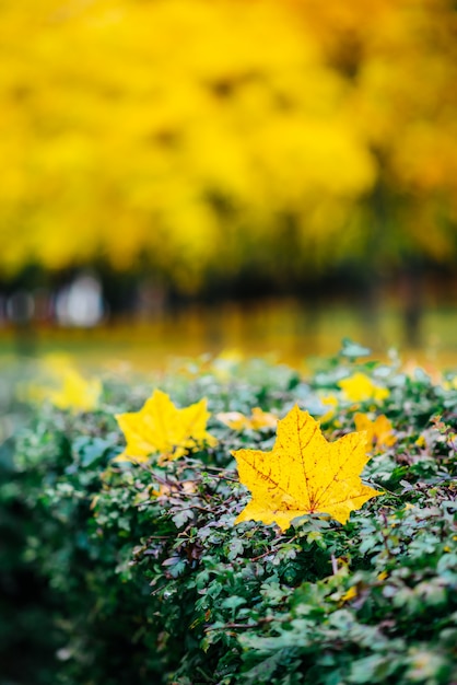 Herfst landschap in een park in Moskou