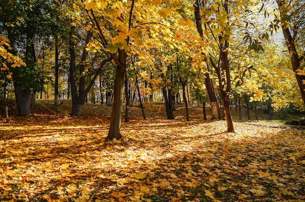 Herfst landschap in het park.