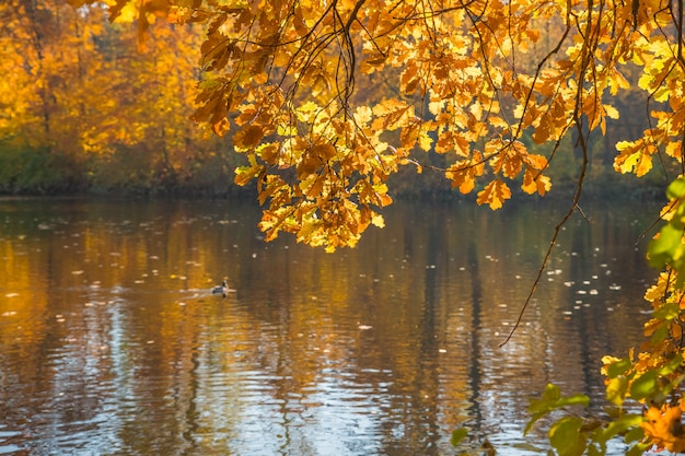 Herfst landschap. kleuren van de herfst in het park, meer. kleurrijke bladeren aan bomen, ochtend bij rivier