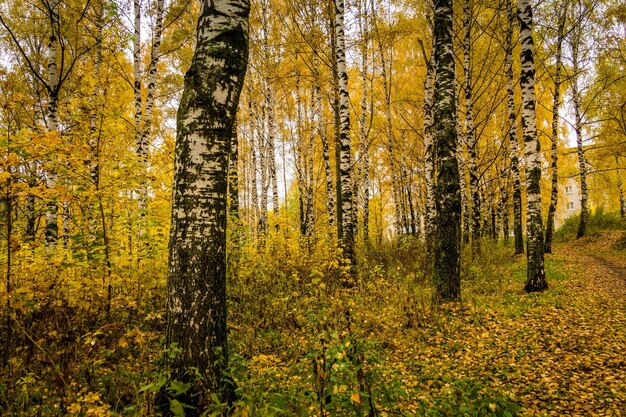 Herfst landschap met bomen met gele bladeren in het park.