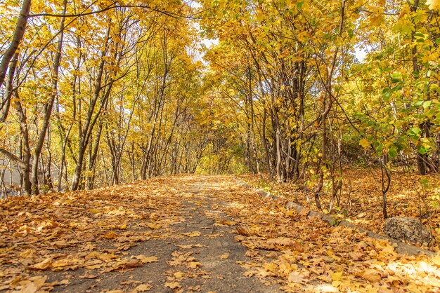 Herfst landschap met droge bladeren in het bos