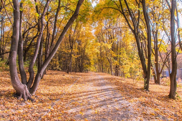 Herfst landschap met droge bladeren in het bos