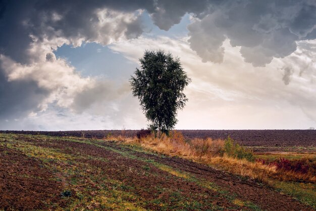 Herfst landschap met een eenzame boom in een veld en een stormachtige bewolkte hemel