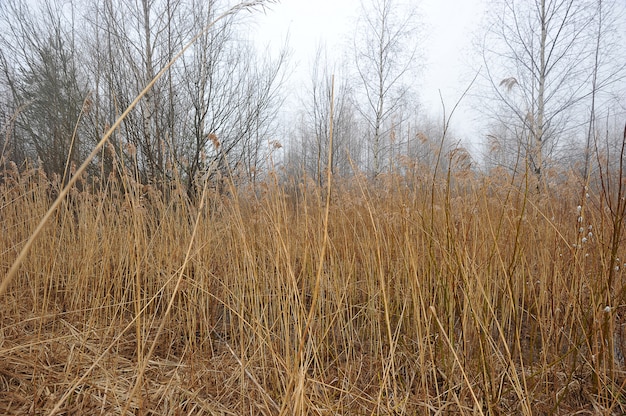 Foto herfst landschap met gele riet en mist