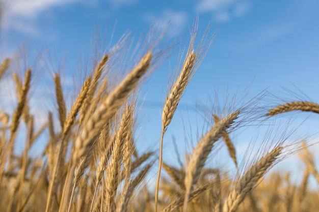 Foto herfst landschap met gouden tarwe oor