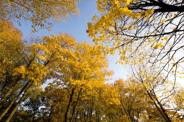 Herfst landschap met hoge bomen