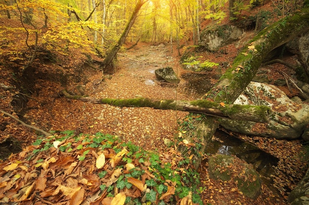 Herfst landschap natuur