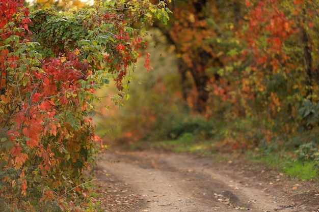 Herfst landschap van weg in het park