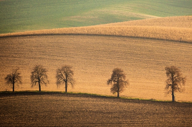 Herfst landschap van zuid-moravië met vijf bomen en golvende heuvels