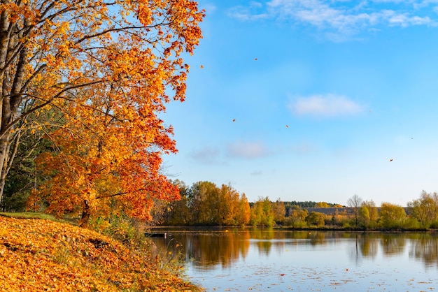 Herfst landschap