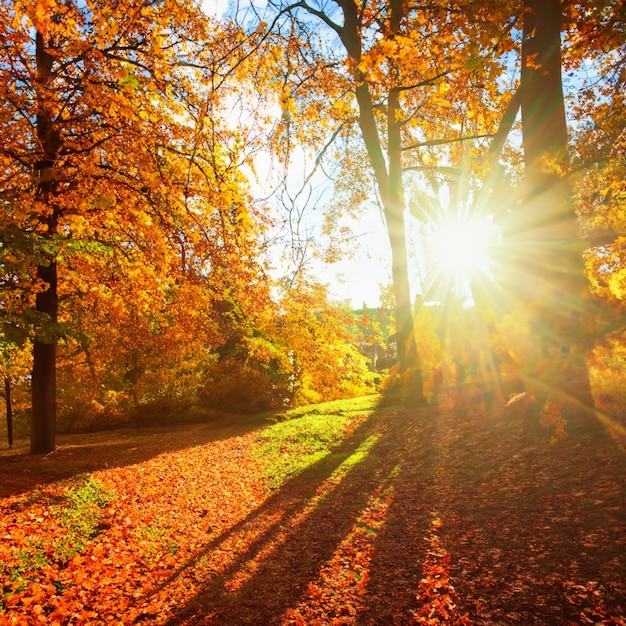 Herfst landschap