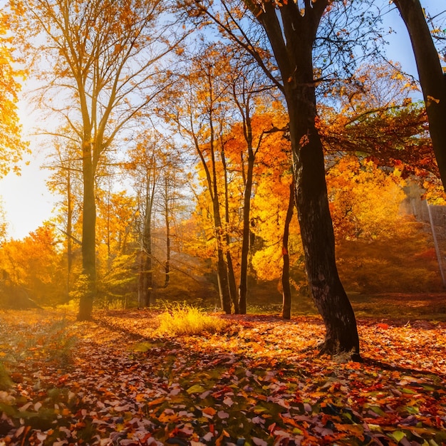 Herfst landschap