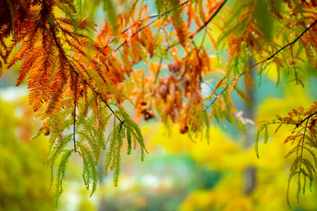 Herfst lariks bos lariks bladeren worden rood