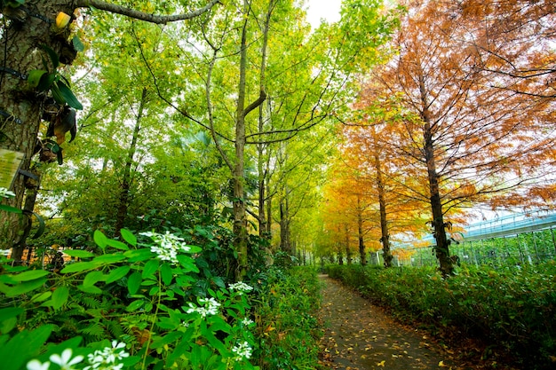 Herfst lariks bos lariks bladeren worden rood