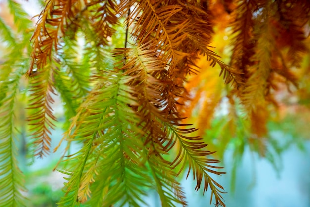 Herfst lariks bos lariks bladeren worden rood