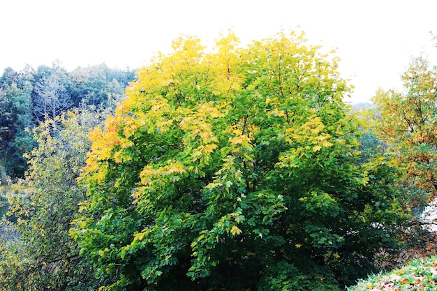 Herfst leuke herfstkleuren de boom verandert van outfit en wordt bedekt met geel blad