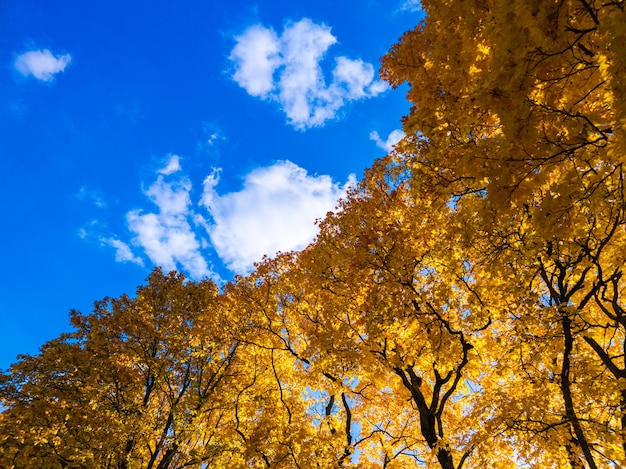 Herfst levendige gele esdoorn bomen gebladerte op blauwe lucht met witte wolken achtergrond full frame opwaartse weergave van onderen