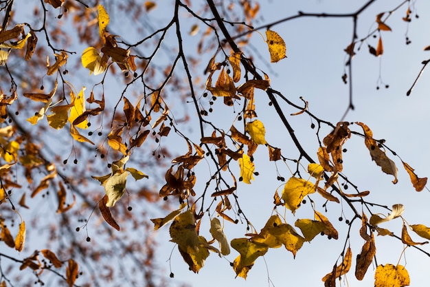 Herfst lindeboom met loof veranderde van kleur in het herfstseizoen, close-up van lindebomen in het herfstseizoen tijdens bladval, natuur