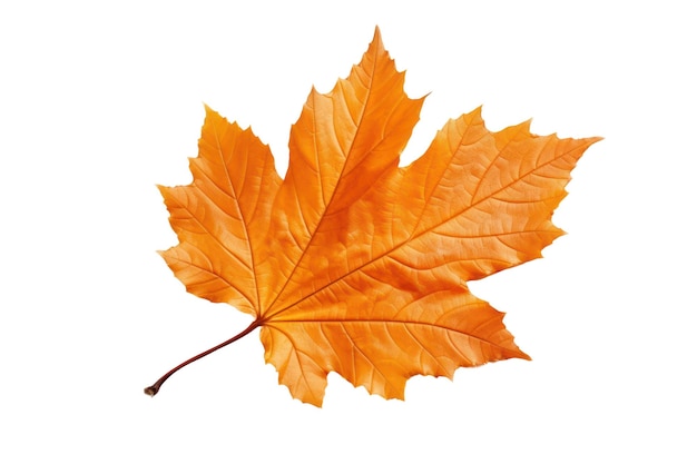 Herfst maple leaf geïsoleerd op wit transparant Fall seizoen