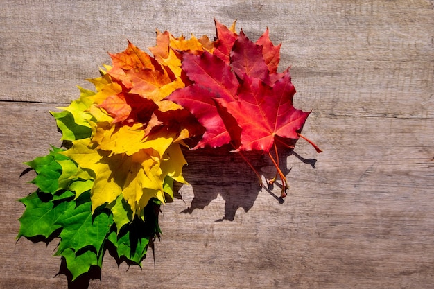 Foto herfst maple leaf-overgangs- en variatieconcept voor herfst en seizoenswisseling