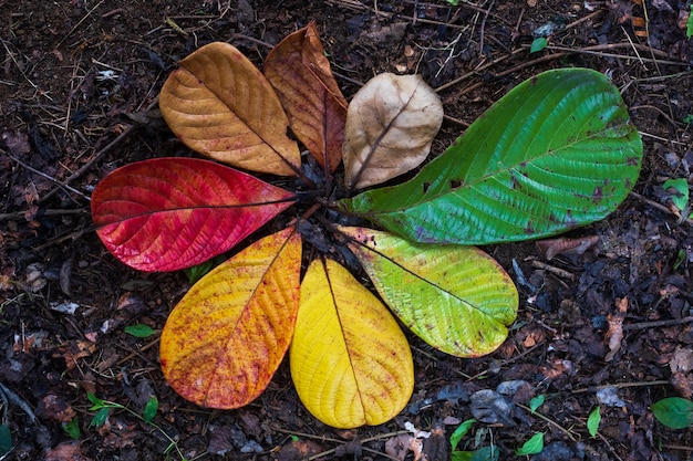 Herfst Maple leaf-overgangs- en variatieconcept voor herfst en seizoenswisseling