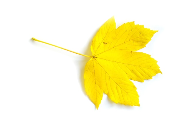 Herfst Maple Leaf