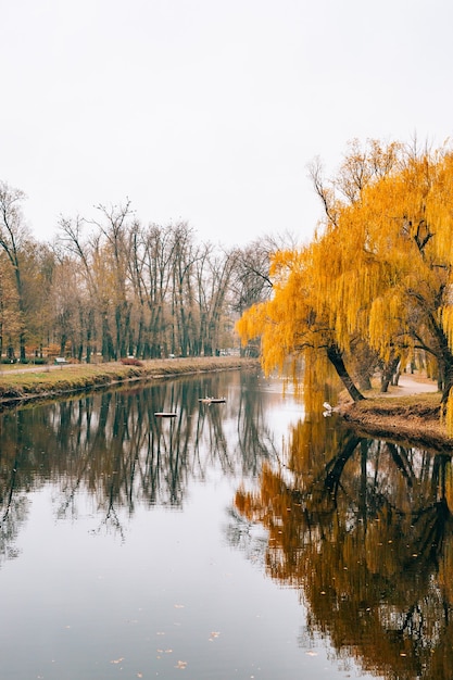 Herfst meer geel blad in de herfst