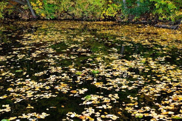 Herfst meer water huizen bladeren geel