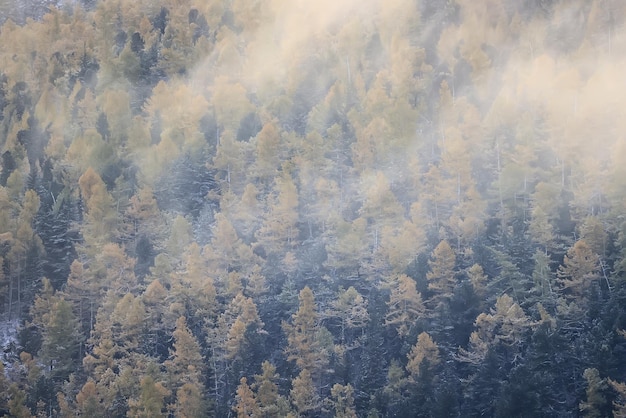 herfst mist landschap bos bergen, bomen uitzicht mist