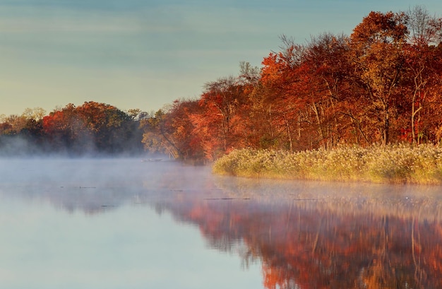 Herfst mist rivier gele bladeren Mist over rivier in bos in de herfst