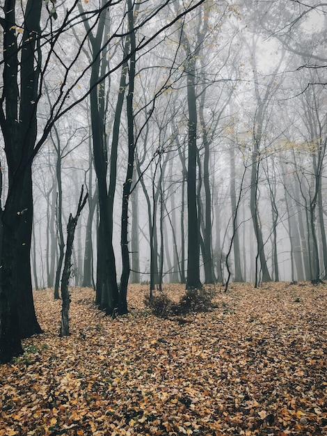 Herfst mistig bos met herfstbladeren in koude ochtend Mist in herfstbos met gele bladeren Rustig moment Atmosferische ochtend Hallo herfst