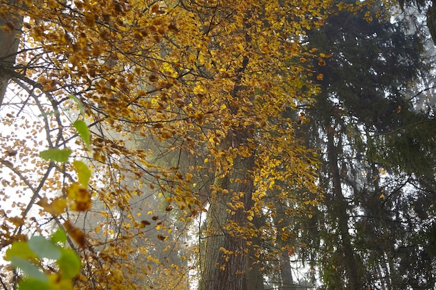 Herfst mistig bos - tak van bomen met geel gebladerte