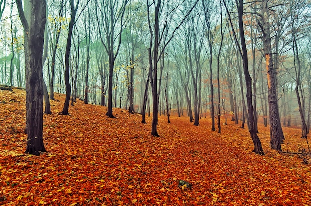 Herfst mistig hout